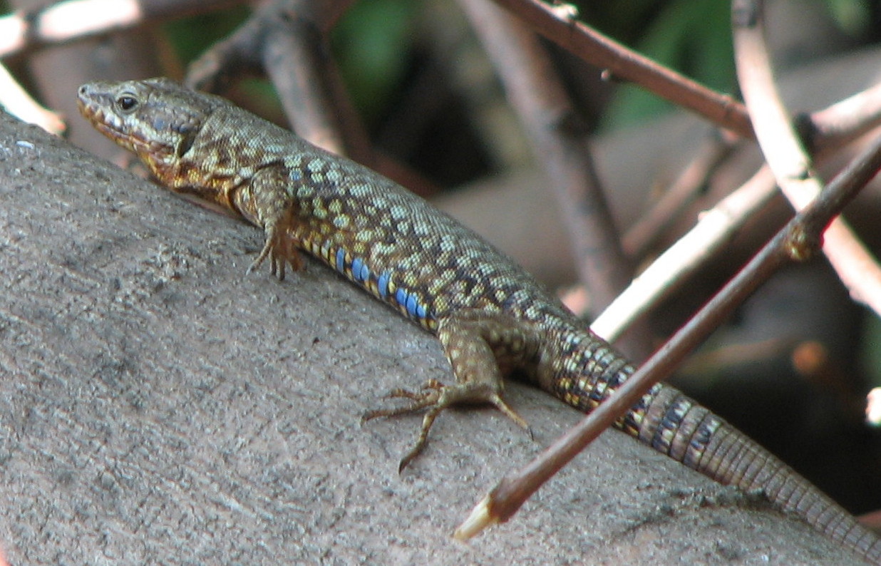 p. muralis